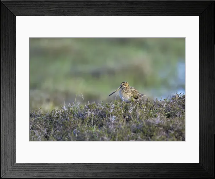 Framed Print : Snipe - Amongst heather on breeding grounds Gallinago gallinago Shetland Mainland, UK BI011425 Framed Print : Snipe - Amongst heather on breeding grounds Gallinago gallinago Shetland Mainland, UK BI011425