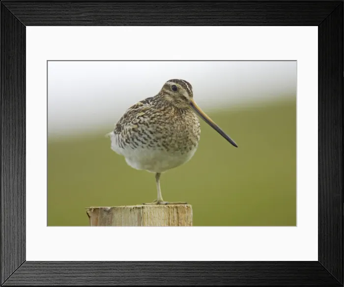 Framed Print : Snipe - On post Gallinago gallinago Shetland Mainland, UK BI011427 Framed Print : Snipe - On post Gallinago gallinago Shetland Mainland, UK BI011427