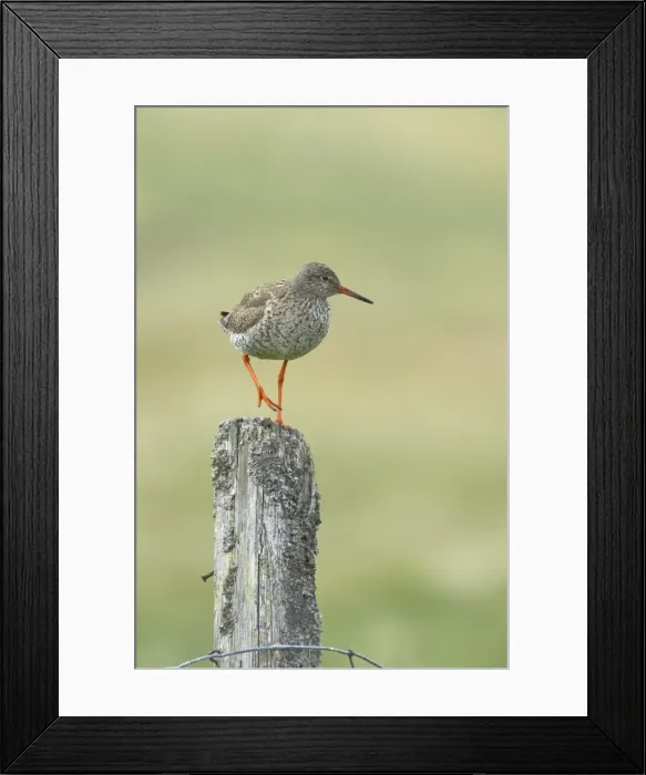 Framed Print : Redshank - On Post Tringa totanus Yell, Shetland, UK BI011258 Framed Print : Redshank - On Post Tringa totanus Yell, Shetland, UK BI011258