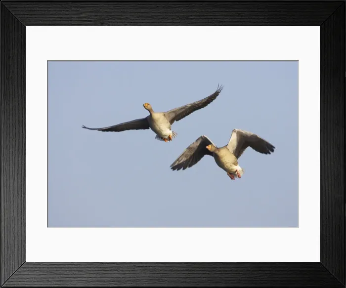 Framed Print : Greylag Geese - In flight Anser anser Oare Marshes RSPB Reserve Kent, UK BI012798 Framed Print : Greylag Geese - In flight Anser anser Oare Marshes RSPB Reserve Kent, UK BI012798