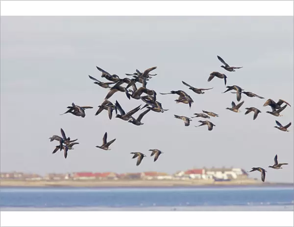 Brent Goose - Winter Flock in Flight Branta bernicula Whitstable, Kent BI012927