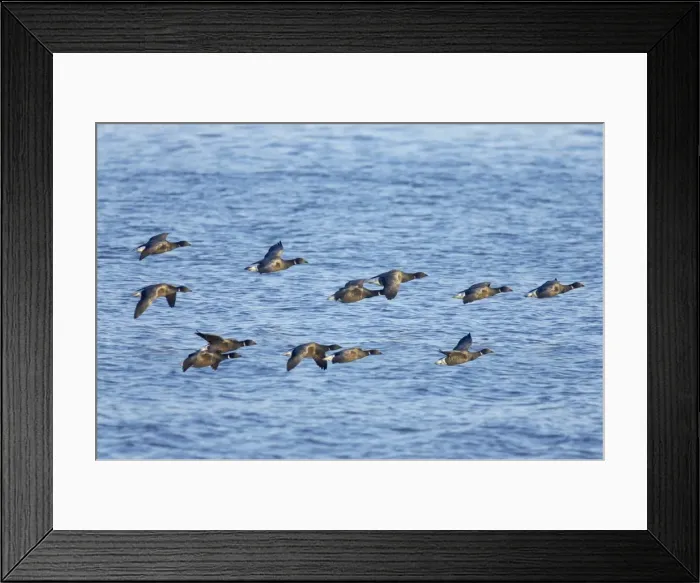 Framed Print : Brent Goose - Flying Low over Sea Branta bernicula Whitstable, Kent BI012878 Framed Print : Brent Goose - Flying Low over Sea Branta bernicula Whitstable, Kent BI012878
