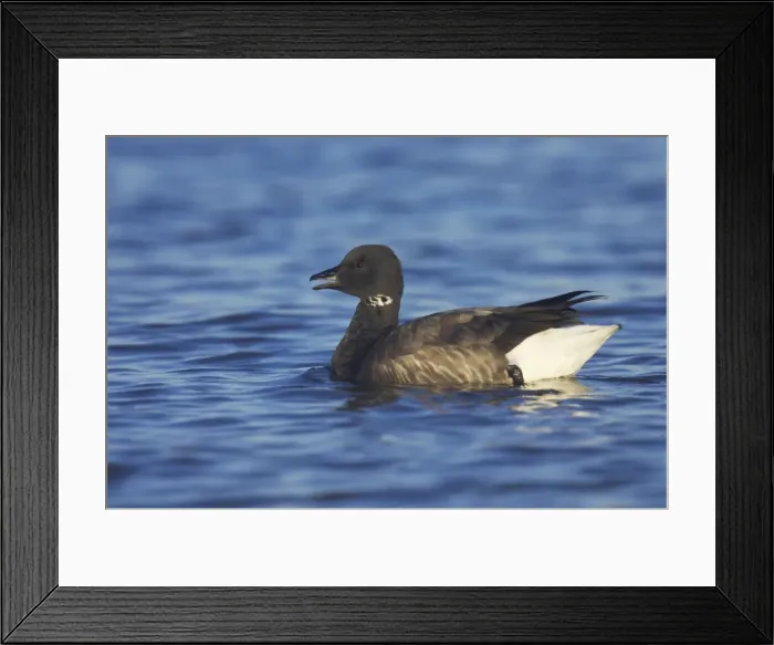 Framed Print : Brent Goose - On Sea Branta bernicula Whitstable, Kent BI012874 Framed Print : Brent Goose - On Sea Branta bernicula Whitstable, Kent BI012874