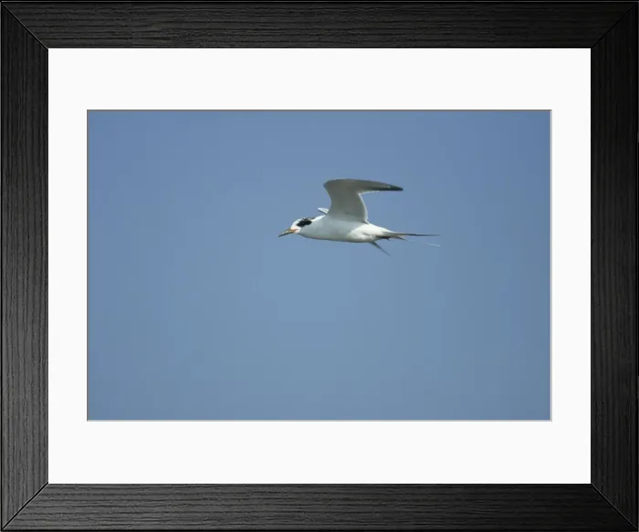 Framed Print : Forster's Tern - In flight New Jersey, USA BI006907 Framed Print : Forster's Tern - In flight New Jersey, USA BI006907