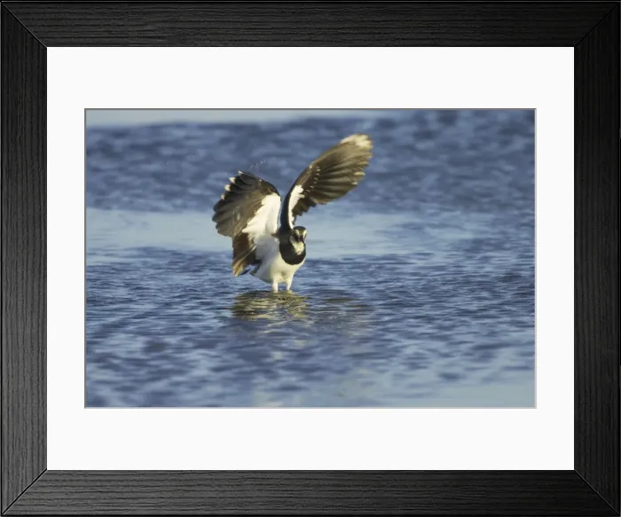 Framed Print : Lapwing - Washing Venellus venellus Oare Marshes RSPB Reserve Kent, UK BI012815 Framed Print : Lapwing - Washing Venellus venellus Oare Marshes RSPB Reserve Kent, UK BI012815