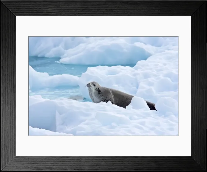Framed Print : Crabeater Seal - on iceberg Lobodon carcinophagus Antarctic Penninsular MA001056 Framed Print : Crabeater Seal - on iceberg Lobodon carcinophagus Antarctic Penninsular MA001056