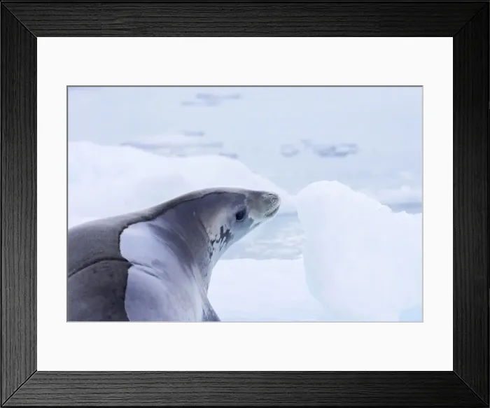 Framed Print : Crabeater Seal Lobodon carcinophagus Neko Harbour Antarctic Penninsular MA001021