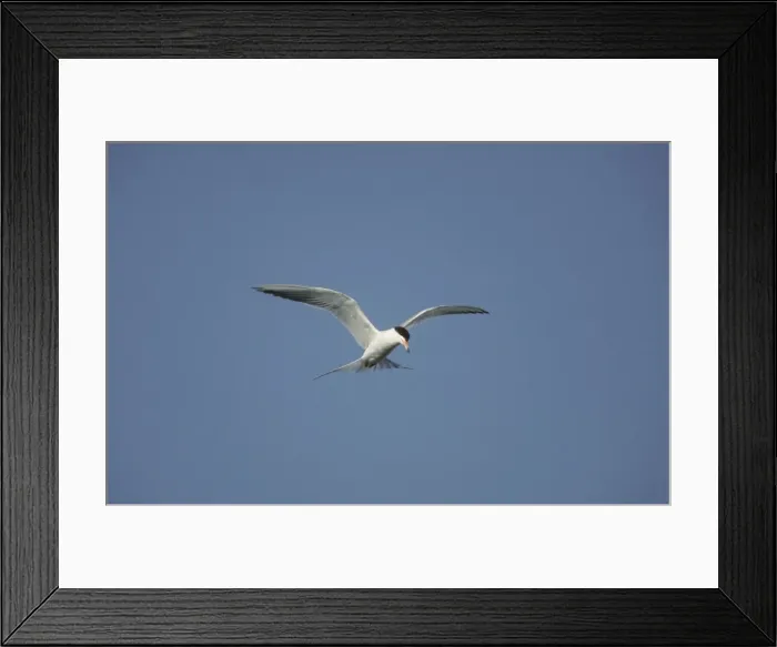 Framed Print : Forster's Tern - In flight, hunting for fish New Jersey, USA BI006909