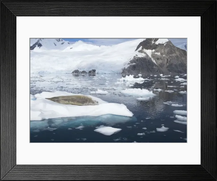 Framed Print : Crabeater Seal - On Ice Floes with snow capped mountains in background Lobodon carcinophagus La Maire Channel Antarctic Penninsular MA001081 Framed Print : Crabeater Seal - On Ice Floes with snow capped mountains in background Lobodon carcinophagus La Maire Channel Antarctic Penninsular MA001081