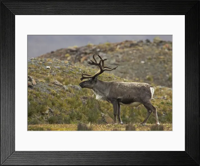 Framed Print : Reindeer - Stag Rangifer tarandus Fortuna Bay South Georgia MA001146 Framed Print : Reindeer - Stag Rangifer tarandus Fortuna Bay South Georgia MA001146