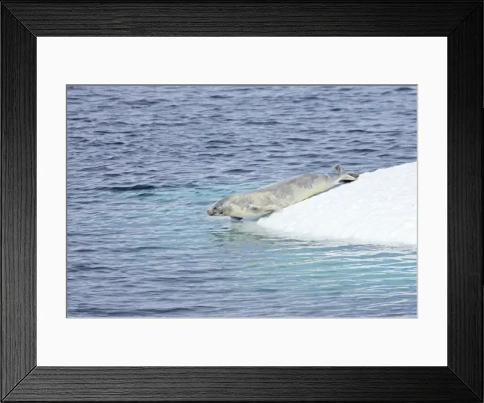 Framed Print : Crabeater Seal - seal slipping into water Lobodon carcinophagus Antarctic Penninsular MA001048 Framed Print : Crabeater Seal - seal slipping into water Lobodon carcinophagus Antarctic Penninsular MA001048