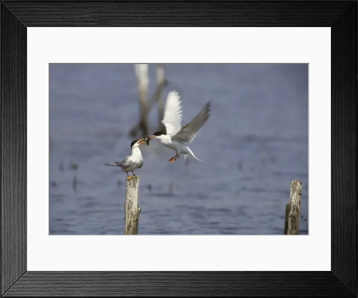 Framed Print : Forster's Tern - Courtship Food Pass New Jersey, USA BI006908 Framed Print : Forster's Tern - Courtship Food Pass New Jersey, USA BI006908