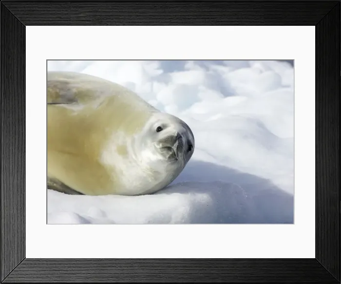Framed Print : Crabeater Seal Lobodon carcinophagus Neko Harbour Antarctic Penninsular MA001033 Framed Print : Crabeater Seal Lobodon carcinophagus Neko Harbour Antarctic Penninsular MA001033