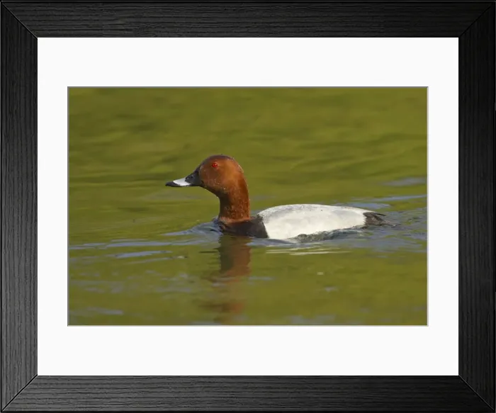 Framed Print : Pochard Aythya ferina Hertfordshire, UK BI009668