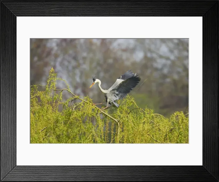 Framed Print : Grey Heron - Balancing on Willow Tree in Wind Ardea cinerea Hertfordshire, UK BI009709 Framed Print : Grey Heron - Balancing on Willow Tree in Wind Ardea cinerea Hertfordshire, UK BI009709