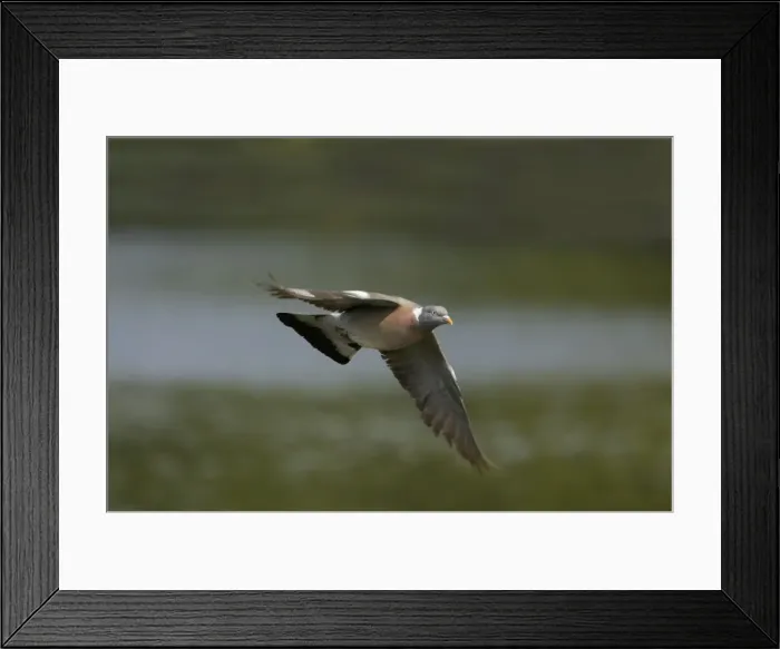 Framed Print : Woodpigeon - In flight Columba palumbus Hertfordshire, UK BI009697 Framed Print : Woodpigeon - In flight Columba palumbus Hertfordshire, UK BI009697