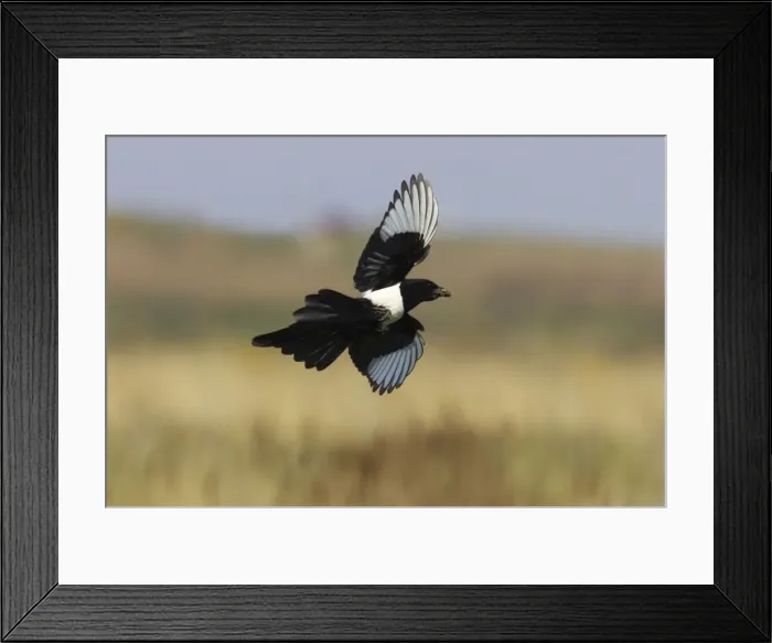 Framed Print : Magpie - In flight carrying mud Pica pica Minsmere, Suffolk, UK BI009793 Framed Print : Magpie - In flight carrying mud Pica pica Minsmere, Suffolk, UK BI009793
