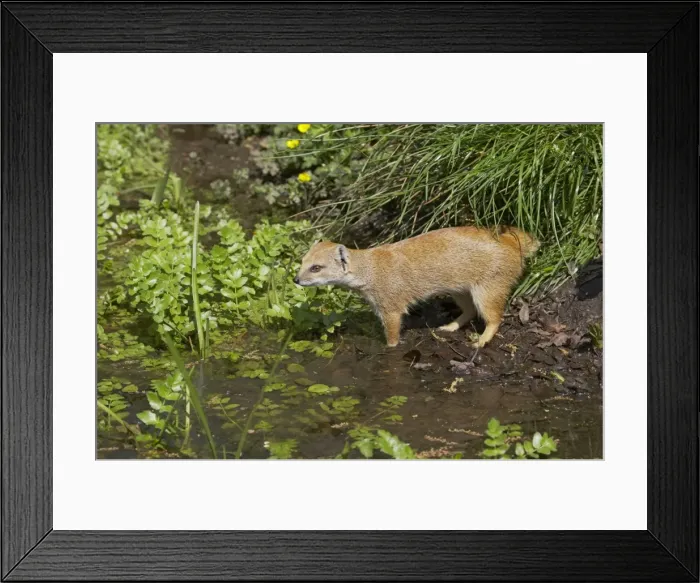 Framed Print : Yellow Mongoose Cynictis penicillata Apenheul Netherlands MA001543 Framed Print : Yellow Mongoose Cynictis penicillata Apenheul Netherlands MA001543