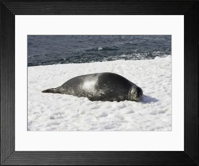 Framed Print : Weddel Seal Leptonychotes weddellii Half Moon Island Antarctica MA001434 Framed Print : Weddel Seal Leptonychotes weddellii Half Moon Island Antarctica MA001434