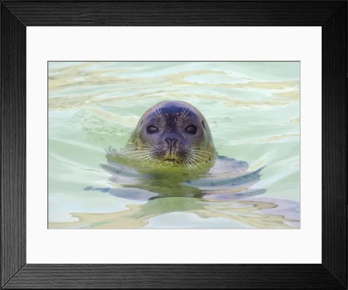 Framed Print : Common Seal Phoca vitulina Texel Rescue Centre Netherlands MA001604 Framed Print : Common Seal Phoca vitulina Texel Rescue Centre Netherlands MA001604