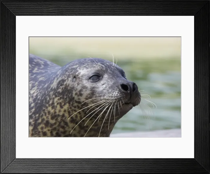 Framed Print : Common Seal Phoca vitulina Texel Rescue Centre Netherlands MA001610 Framed Print : Common Seal Phoca vitulina Texel Rescue Centre Netherlands MA001610