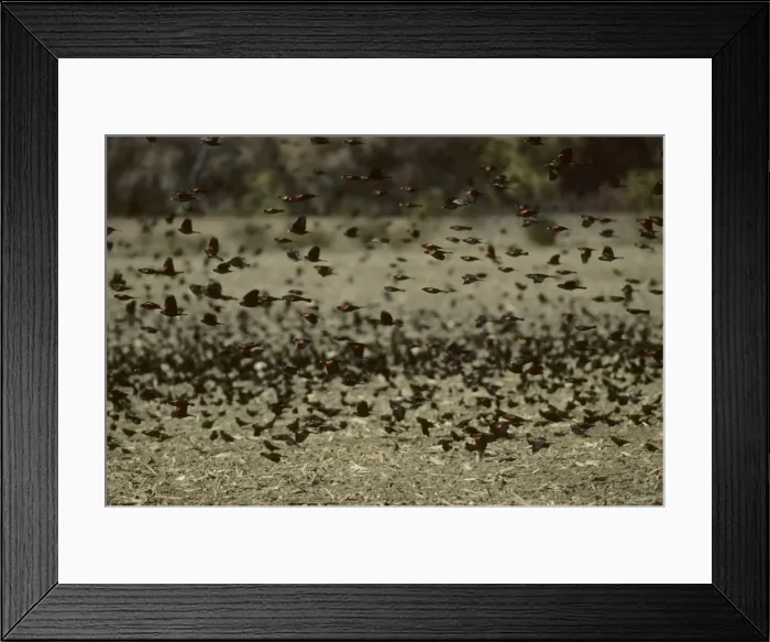 Framed Print : Red Winged Blackbird - Winter Feeding Flock Delaware, USA BI006884 Framed Print : Red Winged Blackbird - Winter Feeding Flock Delaware, USA BI006884