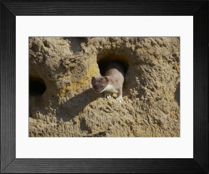 Framed Print : Weasel - Raiding Sand Martin Nests Mustela nivalis Finland MA001682 Framed Print : Weasel - Raiding Sand Martin Nests Mustela nivalis Finland MA001682
