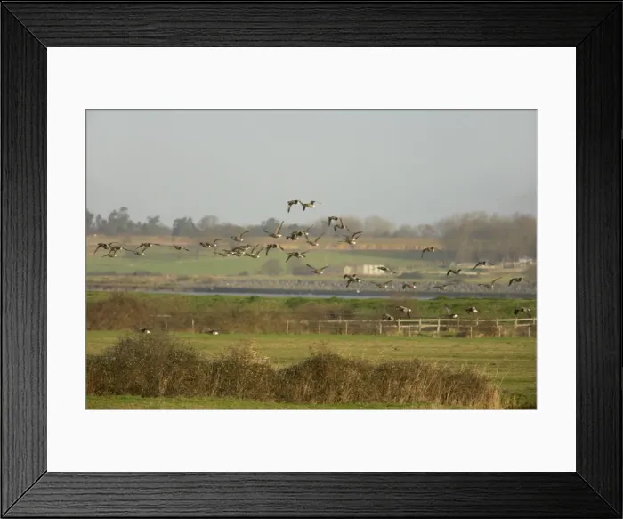 Framed Print : Brent Geese - Flying over Grazing Marshes Branta bernicla East Mersea Island Essex, UK BI012948 Framed Print : Brent Geese - Flying over Grazing Marshes Branta bernicla East Mersea Island Essex, UK BI012948