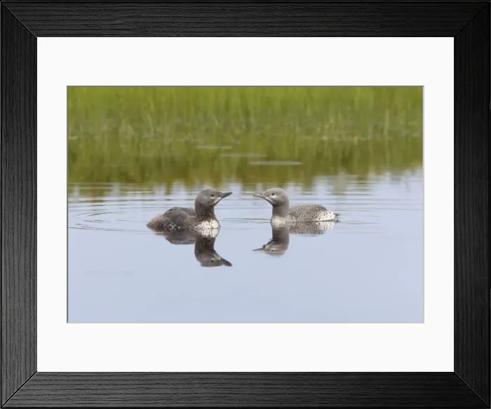 Framed Print : Red Throated Diver - Two Chicks - Shows one more mature than the other Gavia stellata Finland BI014917 Framed Print : Red Throated Diver - Two Chicks - Shows one more mature than the other Gavia stellata Finland BI014917