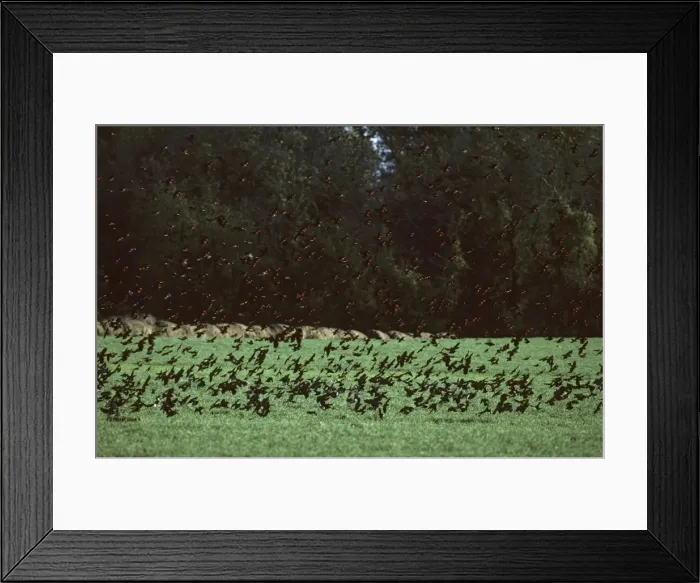 Framed Print : Red Winged Blackbird - Winter Feeding Flock Delaware, USA BI006883 Framed Print : Red Winged Blackbird - Winter Feeding Flock Delaware, USA BI006883