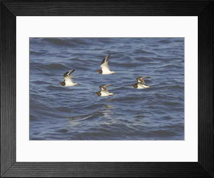 Framed Print : Turnstone - In Flight Along Shore at High Tide Arenaria interpres Whitstable, Kent BI012932 Framed Print : Turnstone - In Flight Along Shore at High Tide Arenaria interpres Whitstable, Kent BI012932