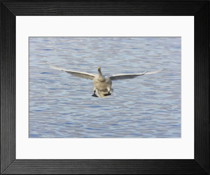 Framed Print : Whooper Swans - Coming in to land Olor cygnus WWT Martin Mere Lanacashire, UK BI013222 Framed Print : Whooper Swans - Coming in to land Olor cygnus WWT Martin Mere Lanacashire, UK BI013222