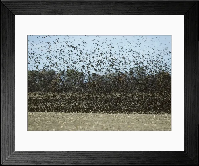 Framed Print : Red Winged Blackbird - Winter Feeding Flock Delaware, USA BI006885 Framed Print : Red Winged Blackbird - Winter Feeding Flock Delaware, USA BI006885
