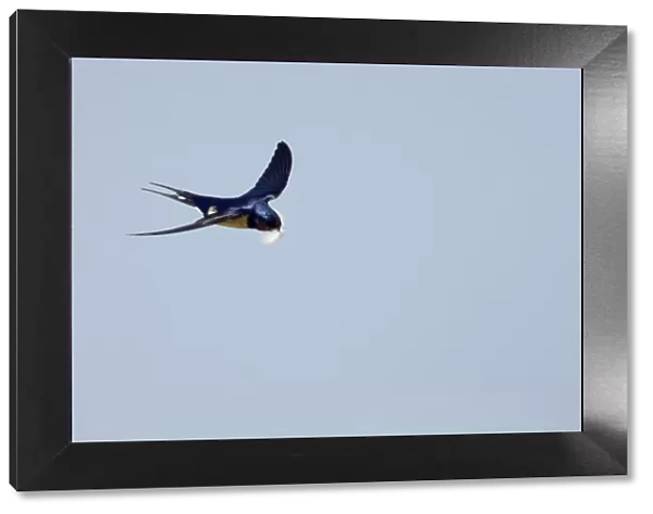 Swallow - In flight with feather for nest Hirundo rustica Minsmere, Suffolk, UK BI009826
