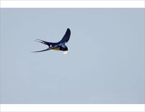 Swallow - In flight with feather for nest Hirundo rustica Minsmere, Suffolk, UK BI009826