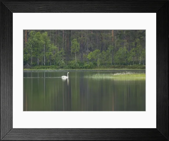 Framed Print : Whooper Swan - On Finnish Lake Olor cygnus Finland BI014392 Framed Print : Whooper Swan - On Finnish Lake Olor cygnus Finland BI014392