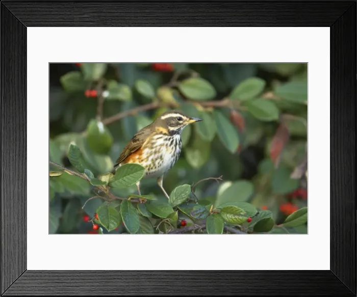 Framed Print : Redwing - Feeding on Autumn Berries Turdus iliacus Essex, UK BI015158 Framed Print : Redwing - Feeding on Autumn Berries Turdus iliacus Essex, UK BI015158