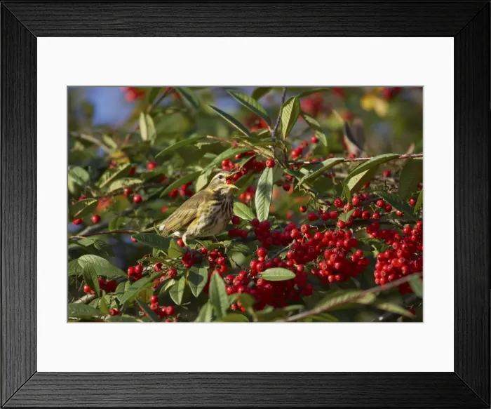 Framed Print : Redwing - Feeding on Autumn Berries Turdus iliacus Essex, UK BI015184 Framed Print : Redwing - Feeding on Autumn Berries Turdus iliacus Essex, UK BI015184