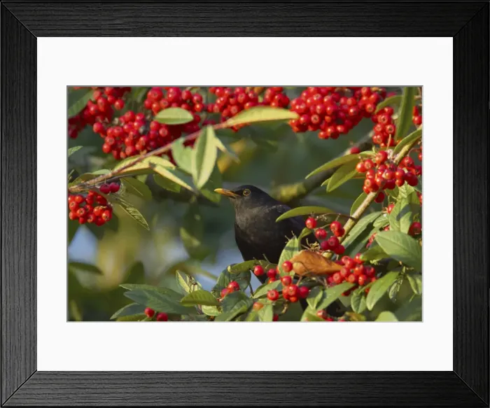 Framed Print : Blackbird - Feeding on Autumn Berries Turdus merula Essex, UK BI015190 Framed Print : Blackbird - Feeding on Autumn Berries Turdus merula Essex, UK BI015190