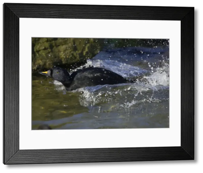 Framed Print : Common Scoter - Male Displaying melanitta nigra Arundel WWT Sussex, UK BI015208 Framed Print : Common Scoter - Male Displaying melanitta nigra Arundel WWT Sussex, UK BI015208