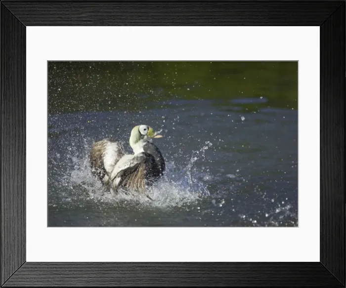 Framed Print : Spectacled Eider Duck - Male Washing Somateria fischeri Arundel WWT Sussex, UK BI015214 Framed Print : Spectacled Eider Duck - Male Washing Somateria fischeri Arundel WWT Sussex, UK BI015214