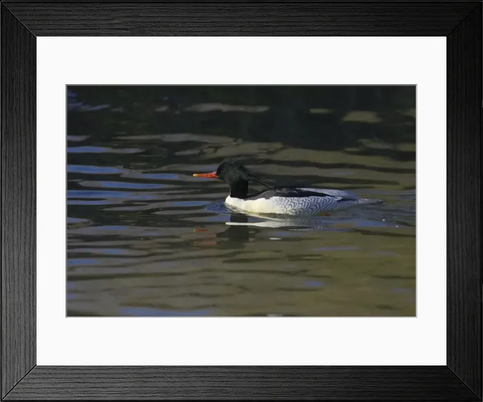 Framed Print : Chinese or Scaly Merganser - Male Mergus squamatus Arundel WWT Sussex, UK BI015222 Framed Print : Chinese or Scaly Merganser - Male Mergus squamatus Arundel WWT Sussex, UK BI015222