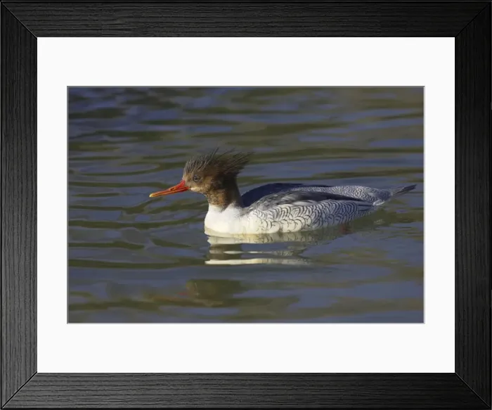 Framed Print : Chinese or Scaly Merganser - Female Mergus squamatus Arundel WWT Sussex, UK BI015223 Framed Print : Chinese or Scaly Merganser - Female Mergus squamatus Arundel WWT Sussex, UK BI015223