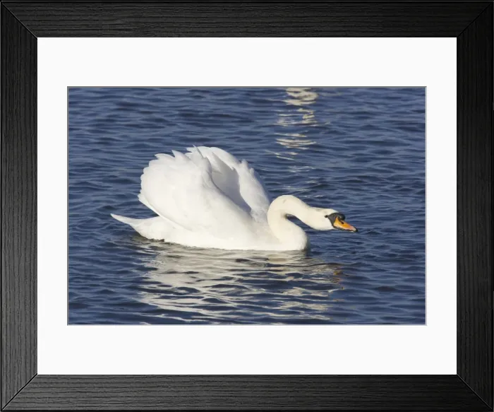 Framed Print : Mute Swan - Male Displaying Cygnus olor Welney WWT, Ouse Washes Norfolk, UK BI015246 Framed Print : Mute Swan - Male Displaying Cygnus olor Welney WWT, Ouse Washes Norfolk, UK BI015246