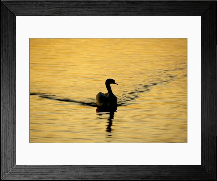 Framed Print : Mute Swan - Male Cygnus olor Welney WWT, Ouse Washes Norfolk, UK BI015257 Framed Print : Mute Swan - Male Cygnus olor Welney WWT, Ouse Washes Norfolk, UK BI015257