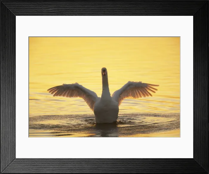 Framed Print : Mute Swan - Wing Stretch in Evening Light Cygnus olor Welney WWT, Ouse Washes Norfolk, UK BI015288 Framed Print : Mute Swan - Wing Stretch in Evening Light Cygnus olor Welney WWT, Ouse Washes Norfolk, UK BI015288