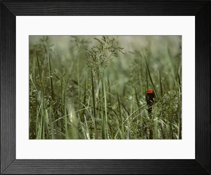 Framed Print : Scarlet Headed Blackbird Pampas, Argentina BI005837 Framed Print : Scarlet Headed Blackbird Pampas, Argentina BI005837