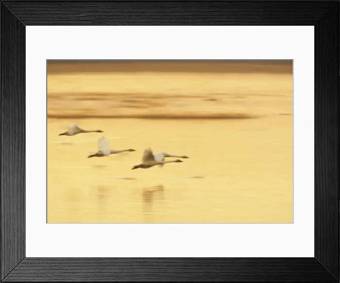 Framed Print : Whooper Swan - Landing at Roost Site in Evening Olor cygnus Welney WWT, Ouse Washes Norfolk, UK BI015289 Framed Print : Whooper Swan - Landing at Roost Site in Evening Olor cygnus Welney WWT, Ouse Washes Norfolk, UK BI015289