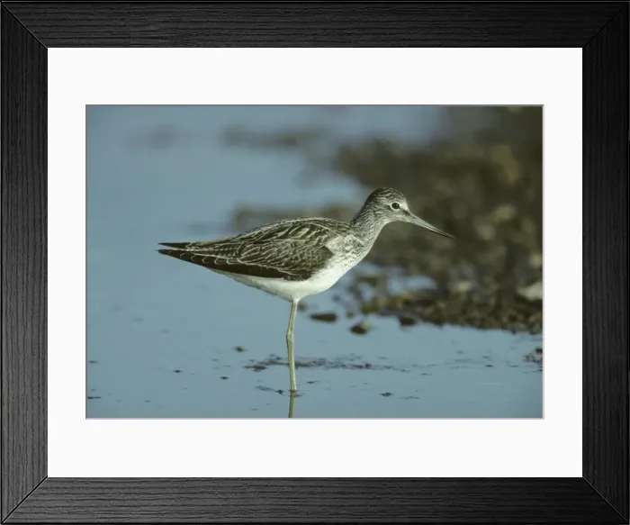 Framed Print : Greenshank Snettisham RSPB Reserve, Norfolk, UK BI006533 Framed Print : Greenshank Snettisham RSPB Reserve, Norfolk, UK BI006533