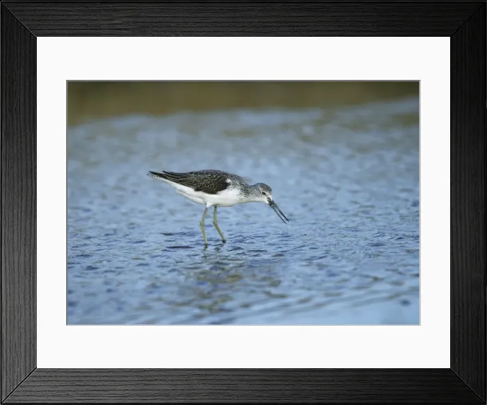 Framed Print : Greenshank - Feeding Snettisham RSPB Reserve, Norfolk, UK BI006870 Framed Print : Greenshank - Feeding Snettisham RSPB Reserve, Norfolk, UK BI006870